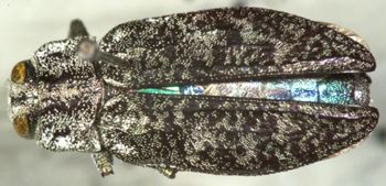 Media type: image;   Entomology 35038 Aspect: habitus dorsal view